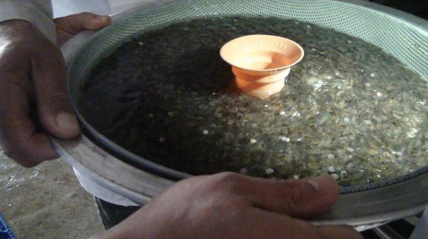 Sağım &Ouml;ncesi Strese Giren Alabalıklar &Ouml;zel Bakıma Alınıyor