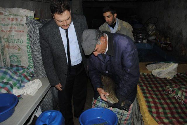 Sağım Öncesi Strese Giren Alabalıklar Özel Bakıma Alınıyor