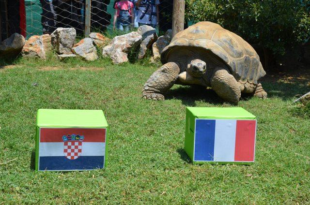 Kaplumbağa 'Tuki'nin Dünya Kupası şampiyonu tahmini Fransa
