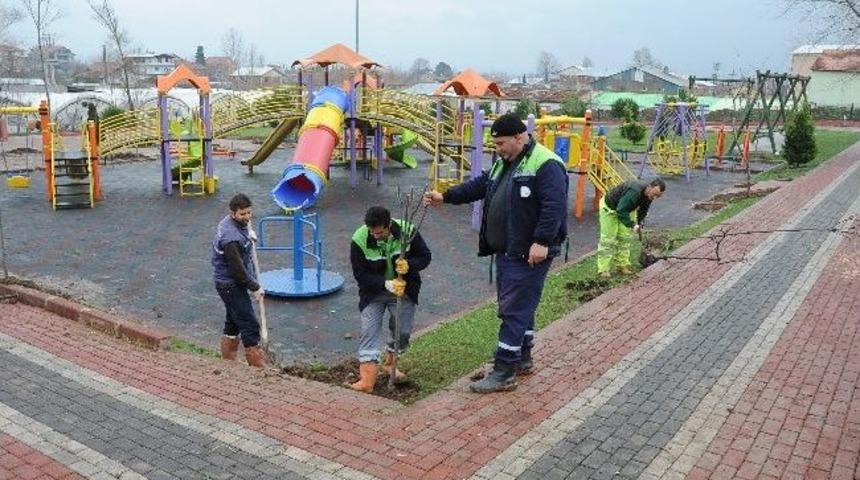 Başiskele Belediyesi G&uuml;nde 100 Ağa&ccedil; Dikiyor