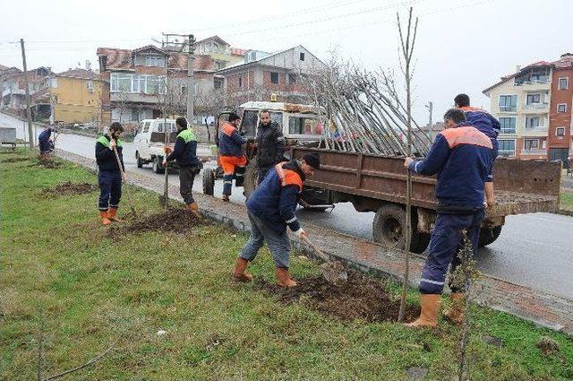 Başiskele Belediyesi G&uuml;nde 100 Ağa&ccedil; Dikiyor 1