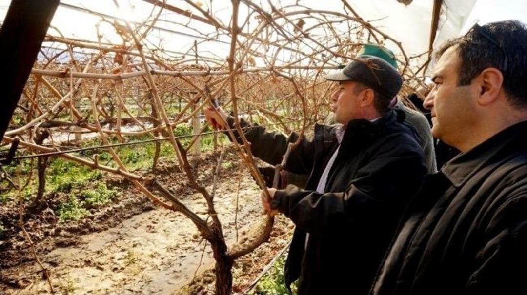 Manisalı Ziraat&ccedil;ılar Sarıg&ouml;l'de &Uuml;z&uuml;m Bağlarını İnceledi