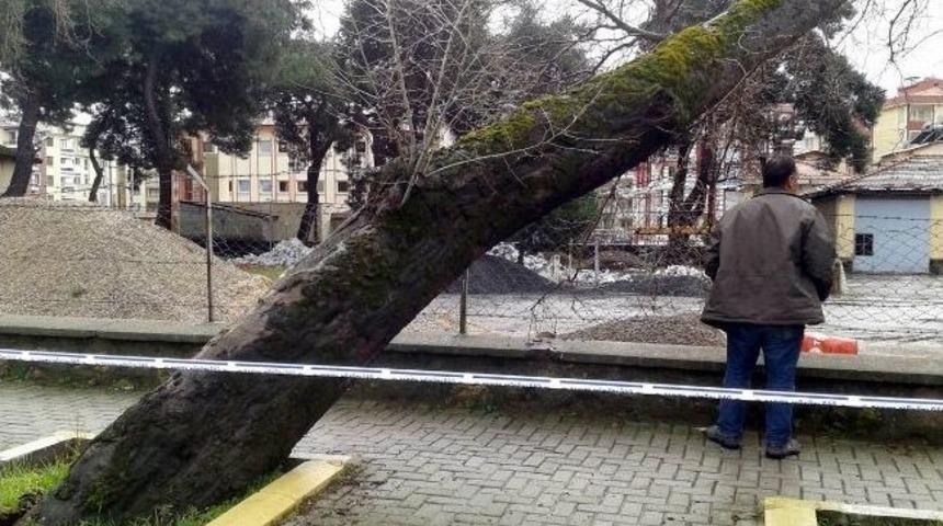 50 Yıllık &Ccedil;ınar Ağacı Zamana Dayanamadı