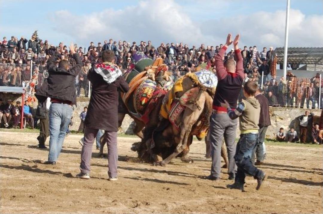 Lapseki&rsquo;de Deve G&uuml;reşi Ş&ouml;leni