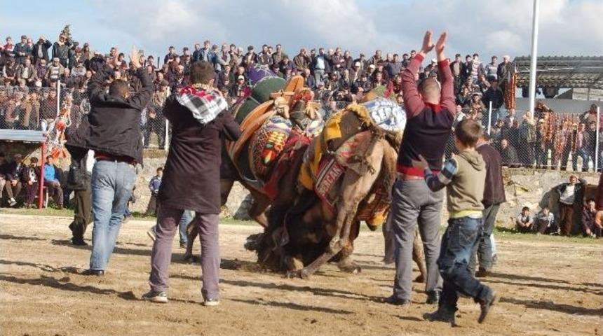 &Ccedil;ardak 2. Geleneksel Deve G&uuml;reşleri Yapıldı