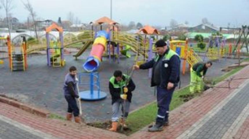 G&uuml;nde 100 ağa&ccedil; toprakla buluşuyor