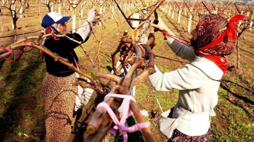 Sarıg&ouml;l&rsquo;de Bayan Tarım İş&ccedil;ileri 30 Tl Yevmiye Alıyor