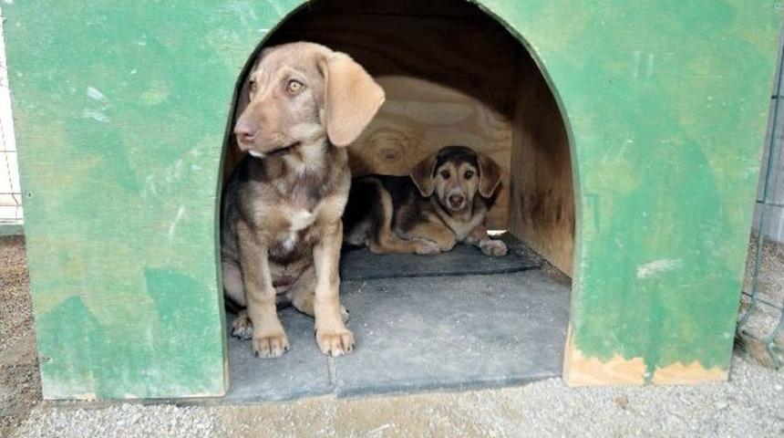 Başkan Ak'tan Sevgililer G&uuml;n&uuml;nde Evcil Hayvan Hediye Tavsiyesi