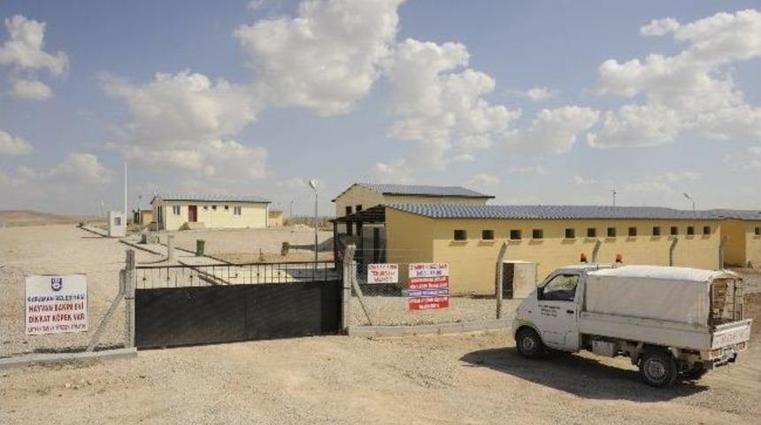 Karaman'da Sokak Hayvanlarına Modern Barınakta Hizmet