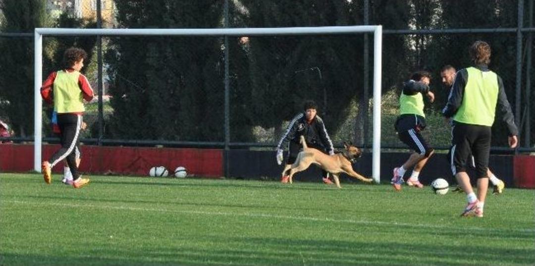 Antrenmana K&ouml;pek Girince
