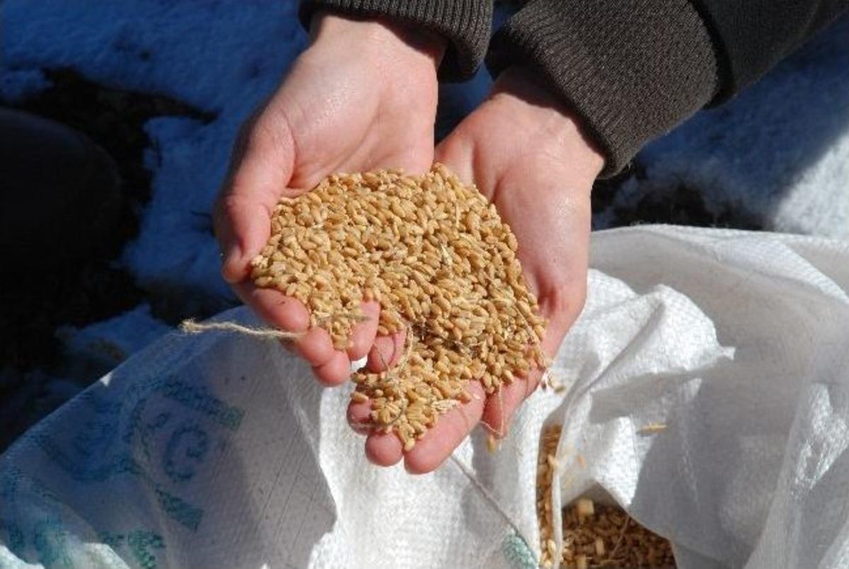 Silifke&rsquo;de 2 Ton Yem Keklikler İ&ccedil;in Doğaya Bırakıldı