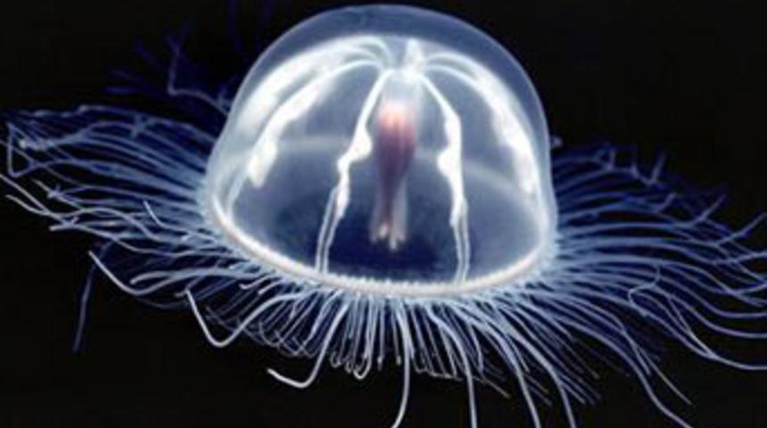 Transparan hayvanlar