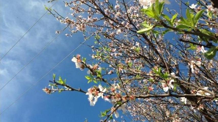 Didim&rsquo;de Bademler &Ccedil;i&ccedil;ek A&ccedil;tı