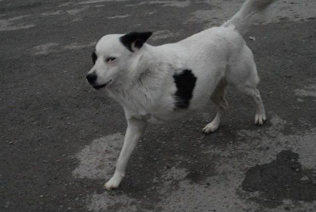 Artvin’de 3 Ayaklı Köpeğini Sevgisiyle Yürütüyor 1
