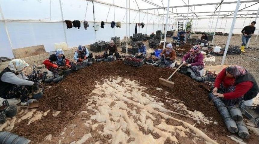 B&uuml;y&uuml;kşehir İki Serada &Ccedil;i&ccedil;ek Yetiştiriyor
