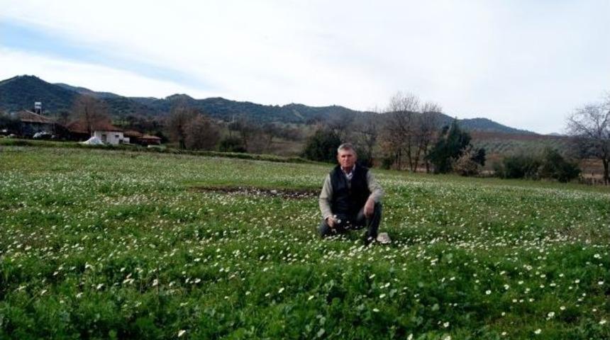 Yalancı Baharın Papatya Tarlası