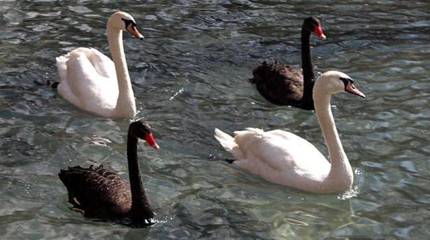 Kuğulupark Ankaralıları Bekliyor