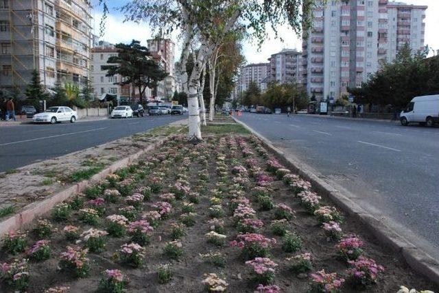 Melikgazi Belediyesi’nden Fidan, Süs Bitkisi, Çiçek Ve Çim Tohumu Alımı