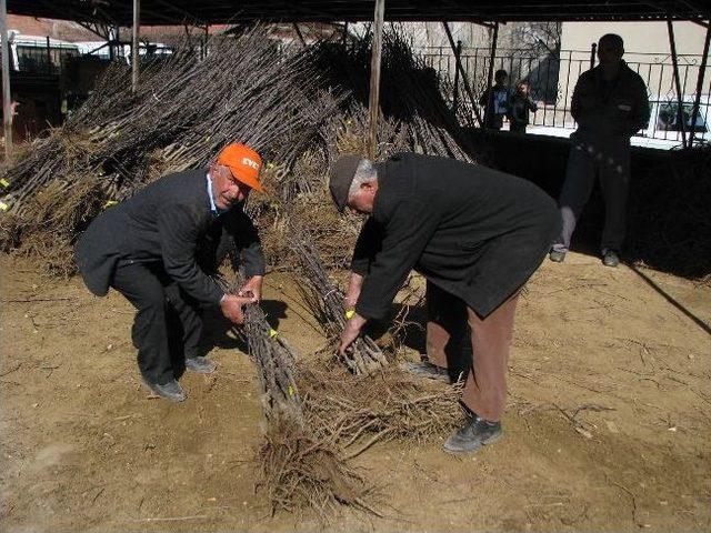 Sorgun’da 25 Bin 250 Adet Meyve Fidanı Dağıtılacak 1