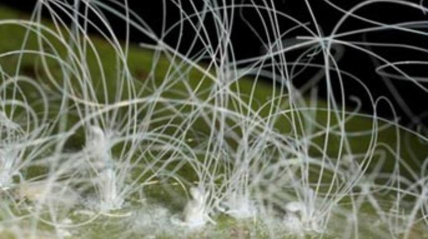 Bu b&ouml;cekler yeni keşfedildi