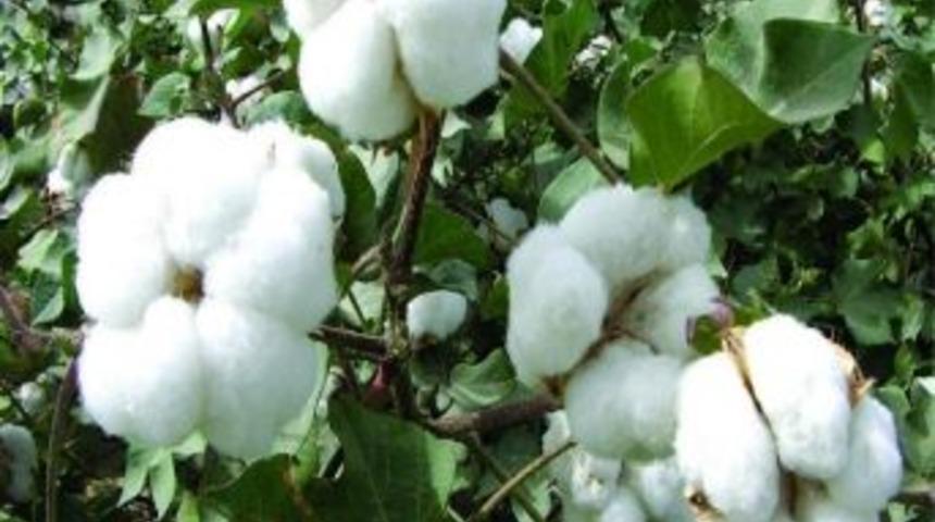 Antbirlik&rsquo;ten &lsquo;beyaz' Altına Destek