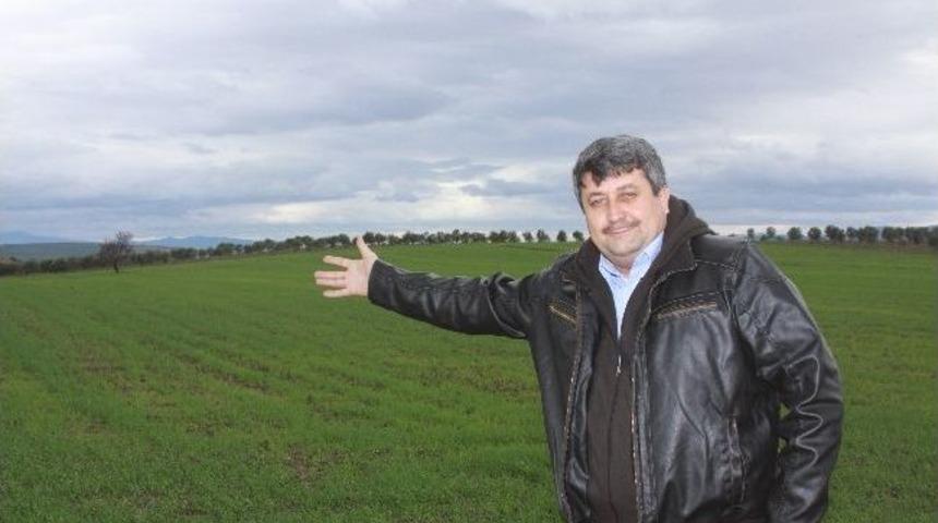 Yağmur Hububat &Uuml;r&uuml;nlerine Hayat Verdi