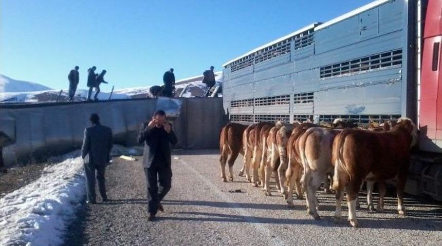 Tatvan'da Trafik Kazası: 4 İnek Telef Oldu