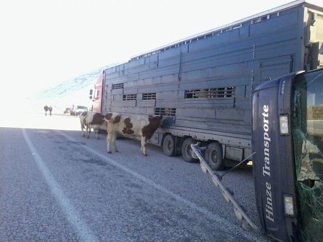 Tatvan'da Trafik Kazası: 4 İnek Telef Oldu