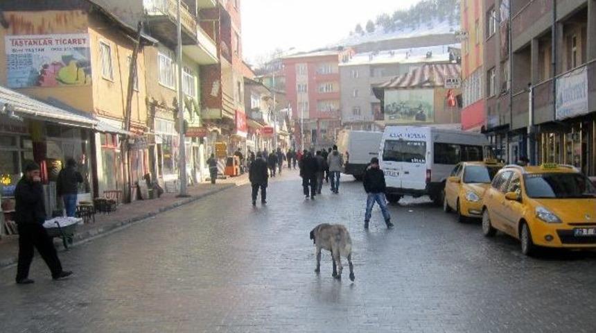Şiran&rsquo;da Başıboş Sokak K&ouml;pekler Korku Salıyor