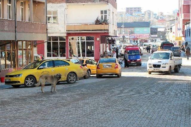 Şiran’da Başıboş Sokak Köpekler Korku Salıyor