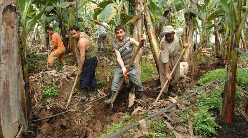 Muz Seralarında Bakım &Ccedil;alışmaları Başladı