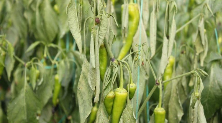 Adı Ter&ouml;rle Anılan Cudi Dağı Eteklerinde Şimdi Seracılık Yapılıyor