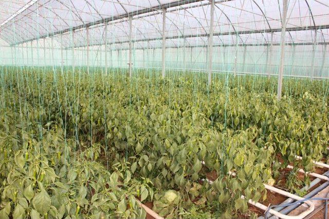 Adı Ter&ouml;rle Anılan Cudi Dağı Eteklerinde Şimdi Seracılık Yapılıyor 1