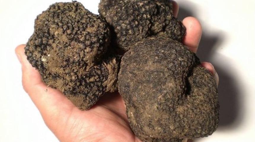 Tarım Komisyonu Paris Yolcusu