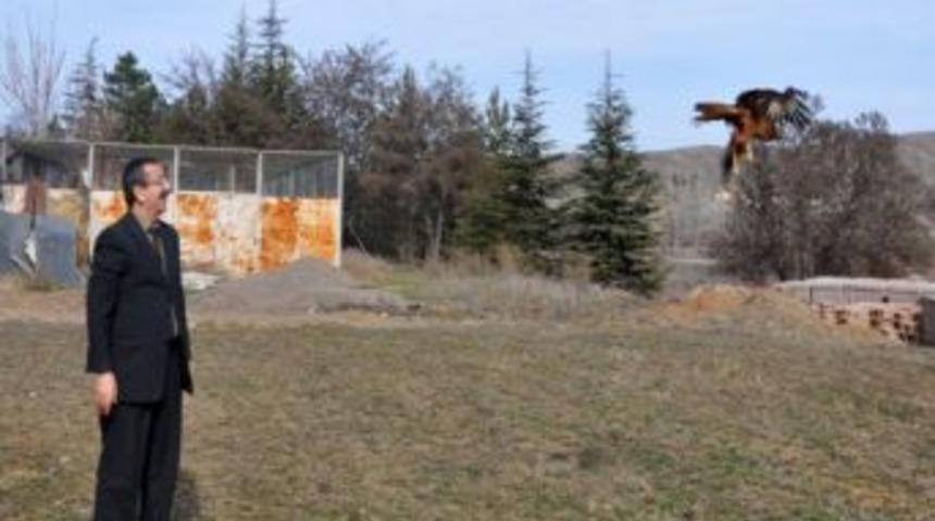 Antibiyotik Tedavisi Ile Iyileşen Şahin Doğaya Salındı