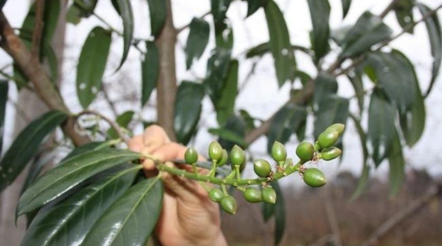 Karayemişler Meyve Verdi