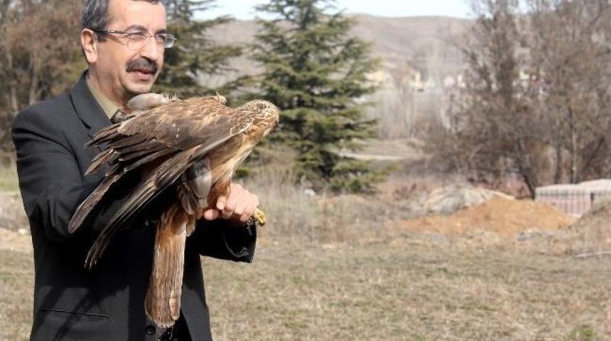 Yaralı Şahin Tedavi Edilip, Doğal Ortama Bırakıldı