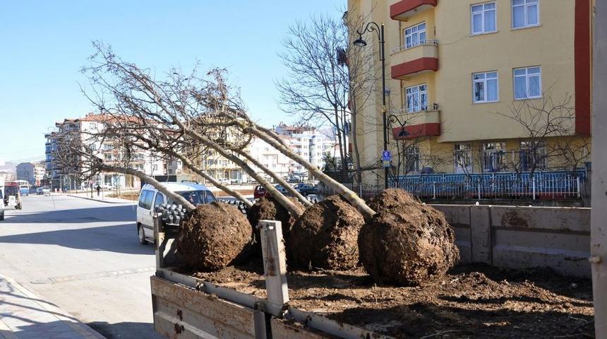 Malatya'da 1 Yılda Bin 405 Yetişkin Ağa&ccedil; Dikildi