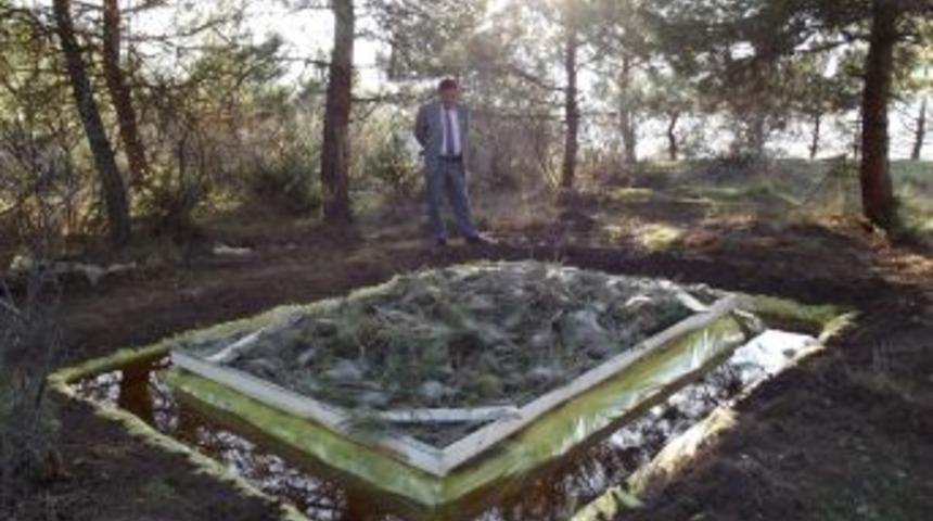 Erbaa'da Ormanı Kaplayan &Ccedil;am Kese B&ouml;ceğine Biyolojik &Ccedil;&ouml;z&uuml;m