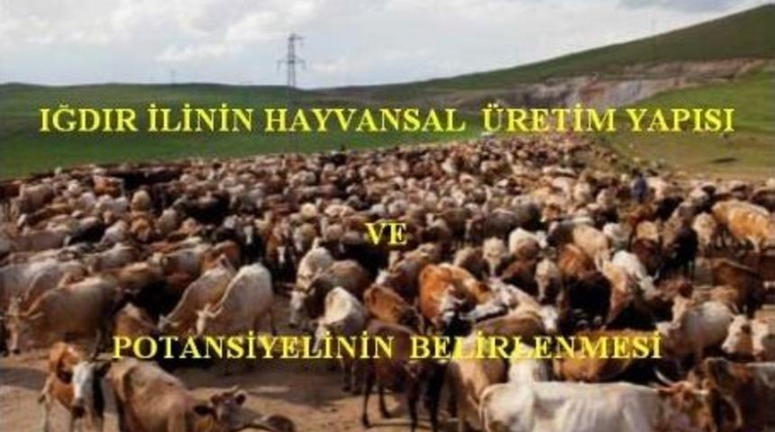 Iğdır&rsquo;ın Hayvansal &Uuml;retim Yapısı Ve Potansiyeli Araştırılacak