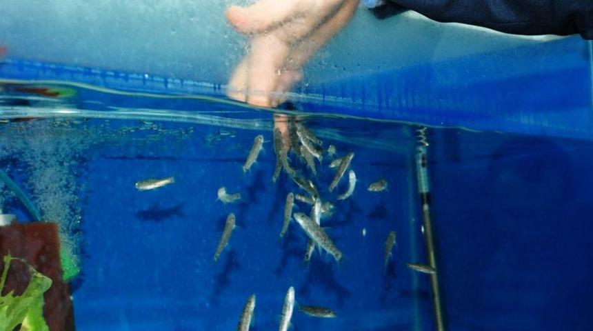 Doktor Balıklar &Uuml;niversiteli Oldu, Sağlık Turizmine Hizmet Edecek