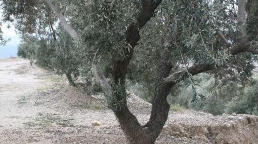 Yağ Fiyatları Artınca Zeytin Yeniden Kıymete Bindi