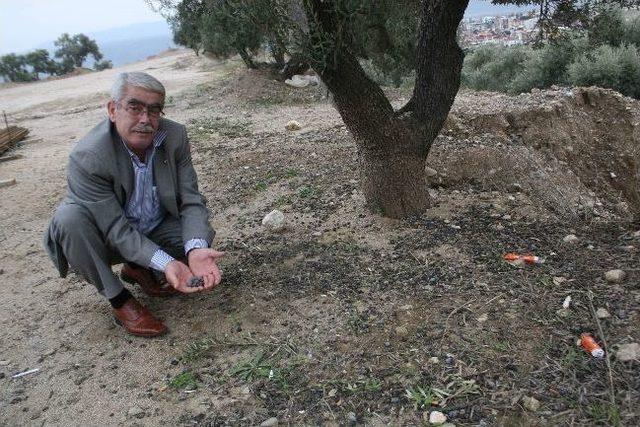 Yağ Fiyatları Artınca Zeytin Yeniden Kıymete Bindi