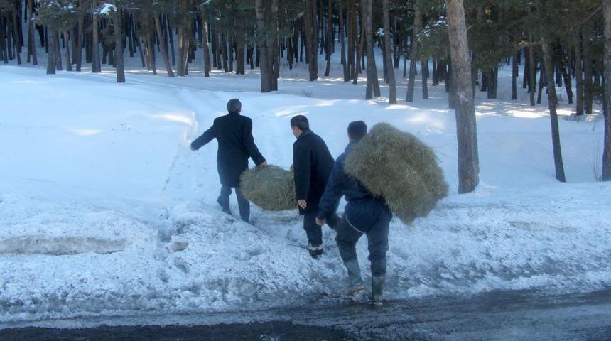 Karacalar I&ccedil;in 1 Metrelik Karda Ot Taşıdılar