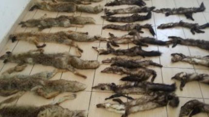 Hakkari&rsquo;de 21 Sansar Ve 9 Tilki Derisi Ele Ge&ccedil;irildi