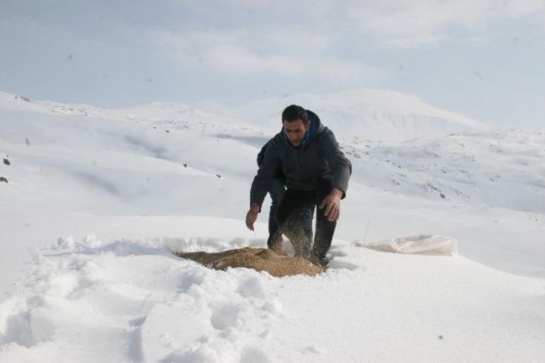 Iğdır'da Yaban Hayvanlar İ&ccedil;in Doğaya Yem Bırakıldı