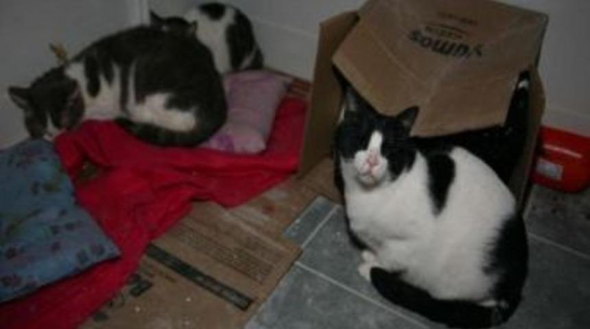 T&uuml;rkiye'de &Ouml;len Amerikalı Kadının Vasiyeti: Kedilerime Iyi Bakın