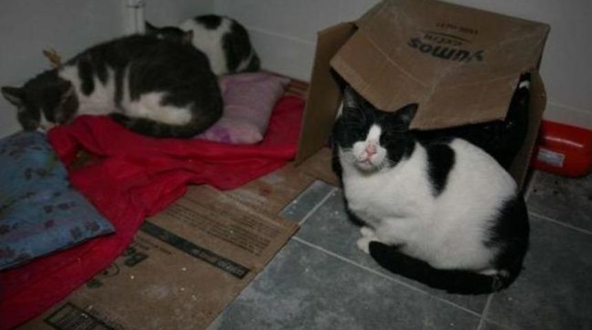 Amerikalı Patricia&rsquo;nın Kedileri Sahipsiz Kaldı