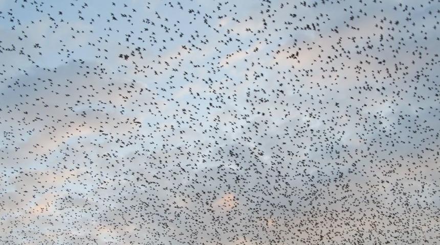 Binlerce Sığırcık Zeytinli Semalarında