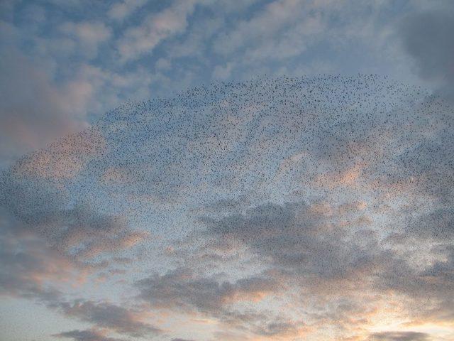 Binlerce Sığırcık Zeytinli Semalarında 1